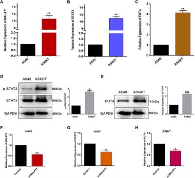 Sesquiterpene Lactones Attenuate Paclitaxel Resistance Via Inhibiting MALAT1/STAT3/ FUT4 Axis and P-Glycoprotein Transporters in Lung Cancer Cells